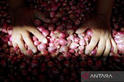 Harga bawang merah Rp42.267/kg dan cabai rawit Rp73.733/kg