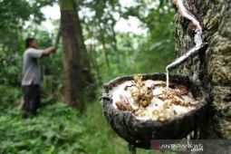 KPPU: Kekuatan tawar petani karet Sumut naik jika  bentuk koperasi