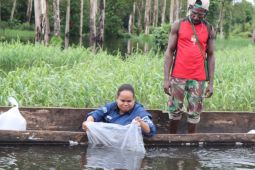 KKP lepas liarkan ratusan ekor ikan Arwana Jardini di Merauke