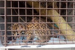 Polres Garut ciduk penjual satwa liar dilindungi melalui medsos