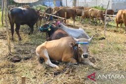 Lapak penjual hewan kurban mulai bermunculan di Tangerang