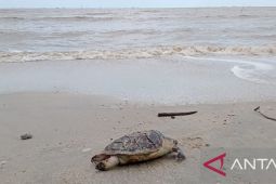 DLH Bangka Selatan cek pembuangan limbah perusahaan tambak udang