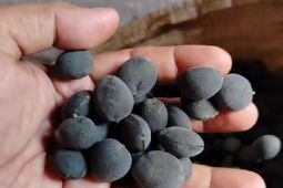 Petani Badui Lebak mulai panen buah keranji