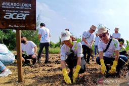 Jaga ekosistem lingkungan, Acer tanam 1.000 mangrove di Wonorejo