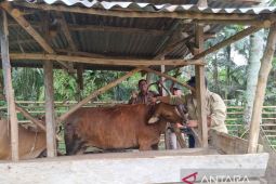 Distankan Kabupaten Rejang Lebong pantau penjualan hewan kurban