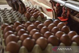 Peternakan ayam petelur milik BUMdes di Ciamis