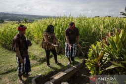 Kunjungan partisipan World Water Forum ke Jatiluwih.