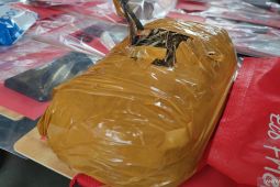 Polres Cianjur amankan paket ganja 1 kg dari kebun warga