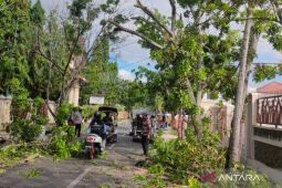 Polisi dan DLH tangani pohon bahayakan pengguna jalan