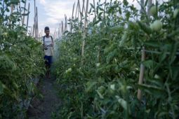 Sulteng upayakan transformasi pertanian untuk tingkatan produksi