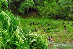 Populer sepekan, kebakaran kilang CDU IV hingga satelit deteksi ladang ganja