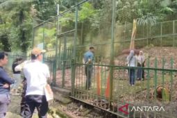 Kebun Raya Cibodas catat angka kunjungan capai 5.000 orang per hari