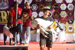 Kontes domba dan kambing di Kediri