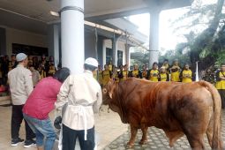Belitung pastikan stok hewan kurban Idul Adha cukup