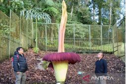Bunga bangkai setinggi 3,4 meter mekar sempurna di Kebun Raya Cibodas