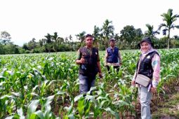 Aceh Besar kembangkan jagung di empat kecamatan