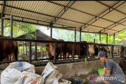 DPKP Kota Jambi imbau warga beli hewan kurban dilengkapi surat keterangan sehat