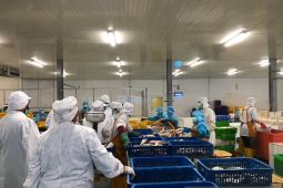 Akademisi: harga BBM terjangkau tingkatkan penjualan perikanan Maluku