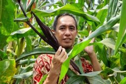 Biofortifikasi tanaman jagung, inovasi dosen FP Unila atasi stunting