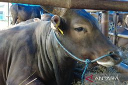 Pemkab Bogor gandeng IPB periksa kesehatan hewan kurban jelang  Idul Adha