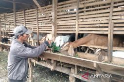 Stok hewan kurban di Rejang Lebong mencapai 3.077 ekor