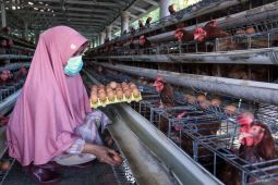 Pendampingan Pemkab Banyuwangi untuk peternak telur ayam