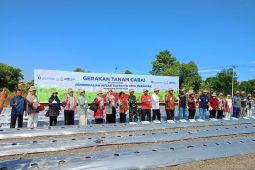 BI dan Pemprov Sulsel gencarkan gerakan tanam cabai