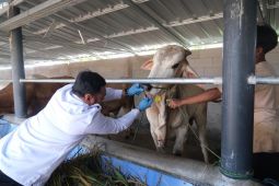 Garut turunkan tim untuk periksa kesehatan hewan kurban