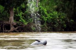 Pemkab Kutai Kartanegara  komitmen lestarikan habitat Pesut Mahakam
