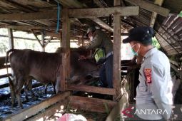 Distankan Rejang Lebong pastikan tidak ada hewan kurban yang sakit