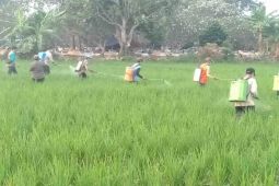 Pemprov Sumut antisipasi serangan hama agar tak ganggu  produksi