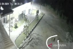 Harimau Sumatera terekam CCTV di Masjid Solok, tim BBKSDA lakukan penggiringan