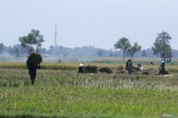 Selama MT1, penyaluran pupuk subsidi di Situbondo capai 24 persen