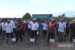 Pemprov Bali dan para pelajar tanam 500 bibit bakau di Arboretum Park