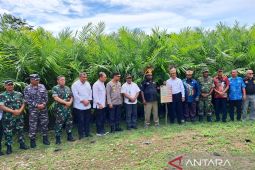 Menteri Pertanian tinjau pengembangan kelapa sawit di Manokwari