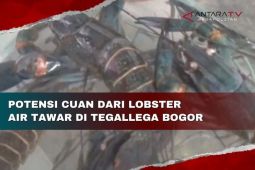 Potensi cuan dari lobster air tawar di Tegallega Bogor