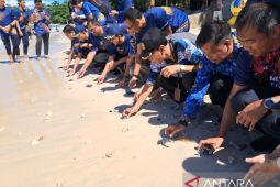 Jajaran Kemenkeu lepasliarkan 80 ekor tukik di Manokwari