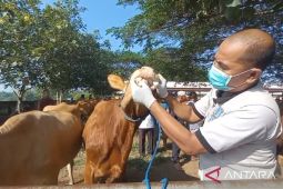 DKPP Kabupaten Madiun cek kesehatan hewan kurban jelang Idul Adha