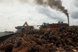 Bahan baku limbah sawit cukup untuk PLTBm Mukomuko