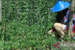 Mayoritas petani di Kota Sukabumi berusia di atas 39 tahun bahkan lansia