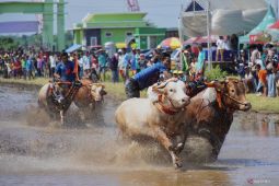 Karapan sapi brujul