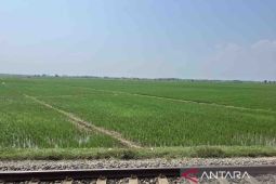 Kementan perluas  penanaman  untuk dampak musim kemarau