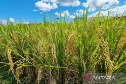 Nilai tukar petani di Papua Barat naik 0,51 persen pada Mei