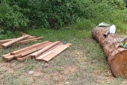 WALHI: Hutan Adat Mukim Krueng Bireuen terancam pembalakan liar