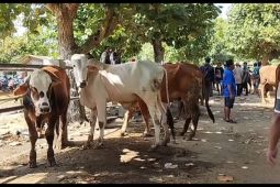 Harga hewan kurban di Pacitan mulai naik jelang Idul Adha