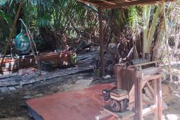 Negeri Rutong Ambon kembangkan ekowisata sagu jaga ketahanan pangan