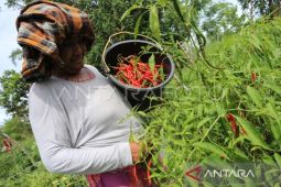 Cabai merah penyumbang dominan inflasi tahunan Aceh pada Mei