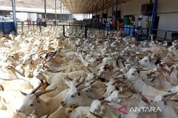 Kemenag terbitkan juknis pembayaran dam haji, mulai dari 580 riyal
