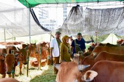 DKPP Surabaya terima ratusan permohonan izin lapak hewan kurban