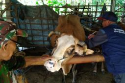 Disnakan Magetan pastikan kesehatan hewan ternak